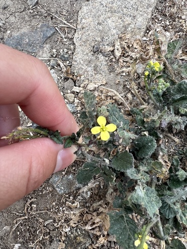 iNaturalist observation photo of Shortpod Mustard