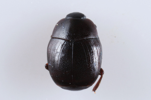 Gnathoncus communis