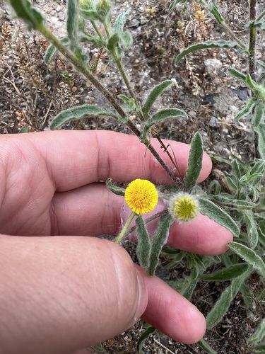 iNaturalist observation photo of Spanish False Fleabane