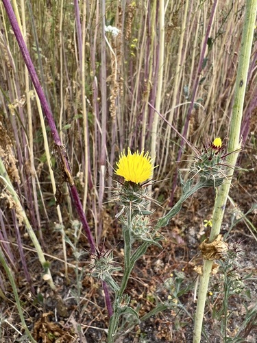 iNaturalist observation photo of Maltese star-thistle