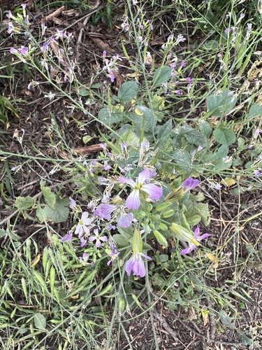 iNaturalist observation photo of garden radish