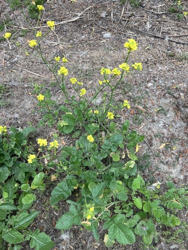 iNaturalist observation photo of Black Mustard