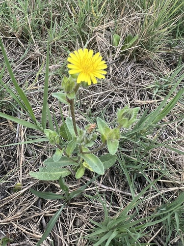 iNaturalist observation photo of bristly oxtongue