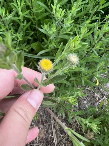 iNaturalist observation photo of Spanish False Fleabane