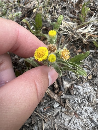 iNaturalist observation photo of Spanish False Fleabane