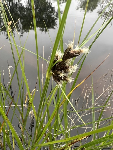 iNaturalist observation photo of sea clubrush