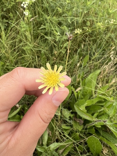 iNaturalist observation photo of bristly oxtongue