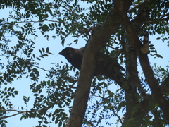 Cyanocorax cyanomelas