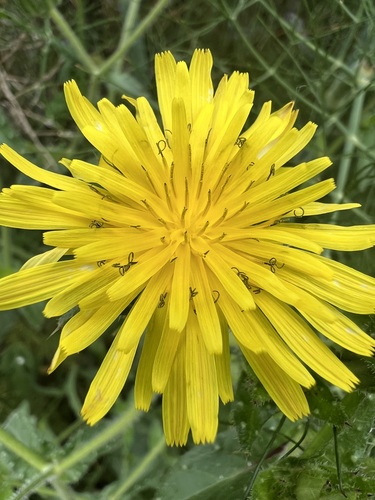 iNaturalist observation photo of bristly oxtongue