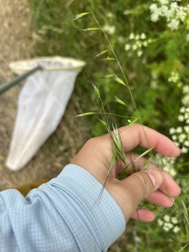 iNaturalist observation photo of slender wild oat