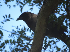 Cyanocorax cyanomelas