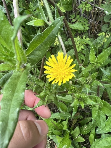iNaturalist observation photo of bristly oxtongue