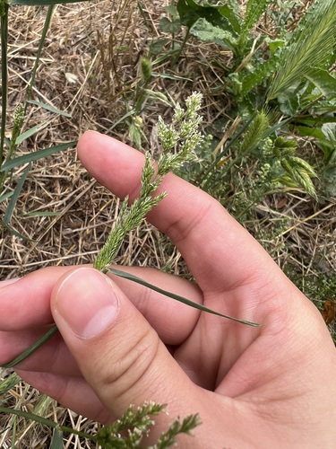 iNaturalist observation photo of water beard grass