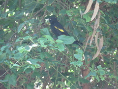 Cacicus chrysopterus