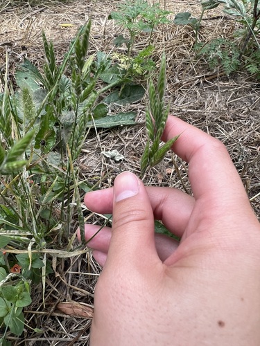 iNaturalist observation photo of common soft brome