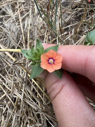 iNaturalist observation photo of scarlet pimpernel