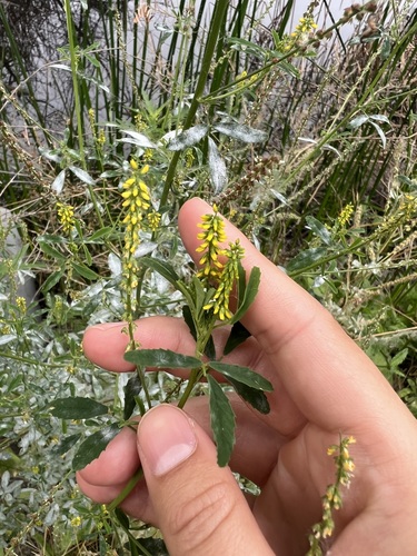 iNaturalist observation photo of small melilot