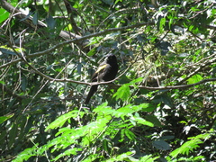 Cacicus chrysopterus
