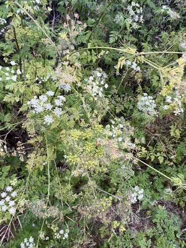 iNaturalist observation photo of poison hemlock