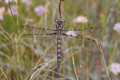 Archipetalia auriculata