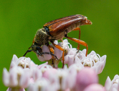 Typocerus acuticauda