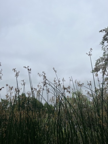 iNaturalist observation photo of California bulrush