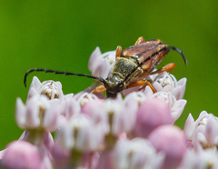 Typocerus acuticauda