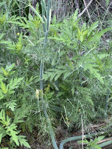 iNaturalist observation photo of fennel