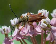 Typocerus acuticauda