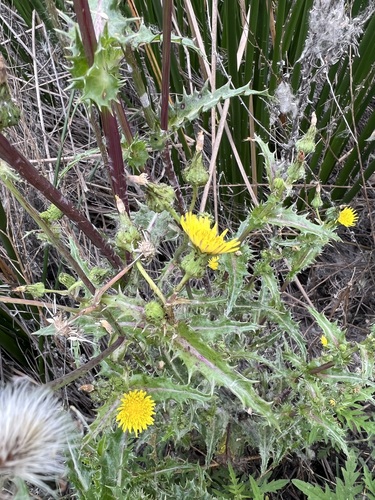 iNaturalist observation photo of prickly sowthistle