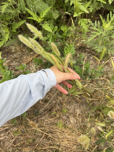 iNaturalist observation photo of rabbitfoot grass