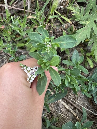 iNaturalist observation photo of alkali heliotrope