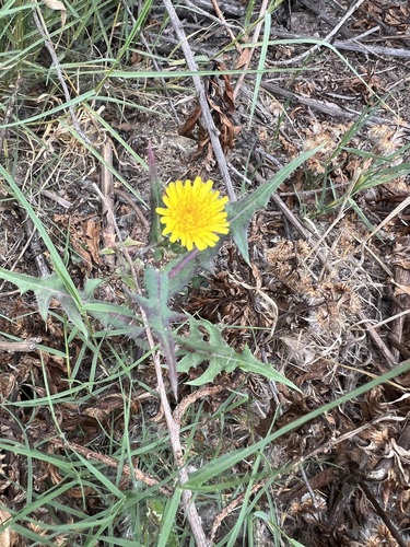 iNaturalist observation photo of Common Sow-thistle