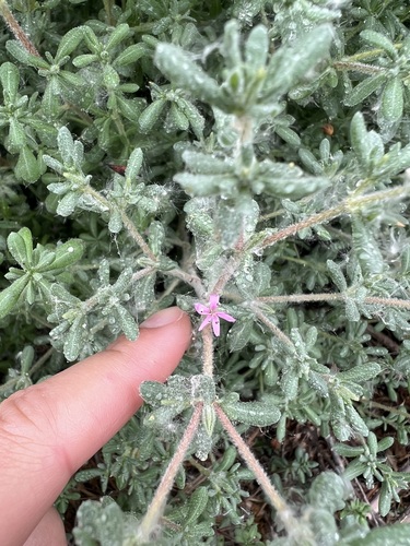 iNaturalist observation photo of Alkali Heath