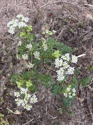 iNaturalist observation photo of poison hemlock