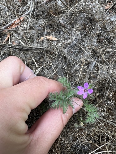 iNaturalist observation photo of Redstem Stork's-bill