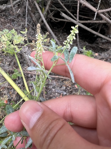 iNaturalist observation photo of small melilot