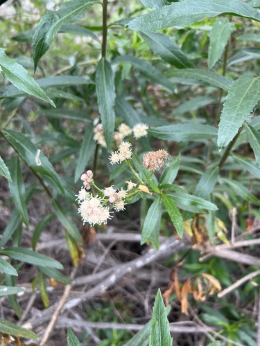 iNaturalist observation photo of mule fat