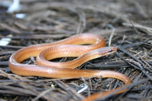 Pine Woods Littersnake