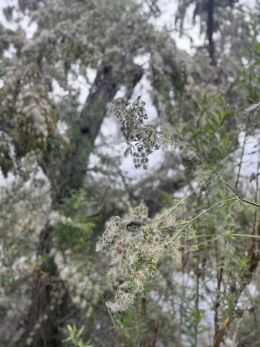 iNaturalist observation photo of Goodding's willow