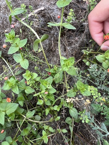 iNaturalist observation photo of scarlet pimpernel