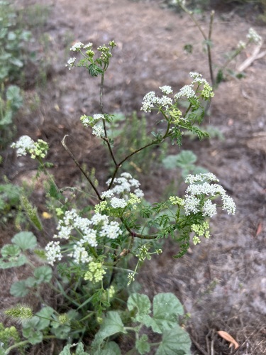 iNaturalist observation photo of poison hemlock