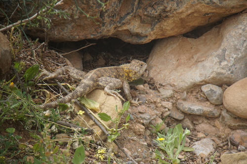 Bibron's Agama