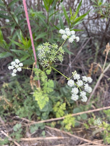 iNaturalist observation photo of poison hemlock