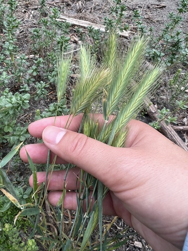 iNaturalist observation photo of wall barley