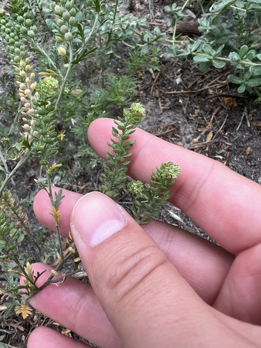 iNaturalist observation photo of Upright Pepperweed
