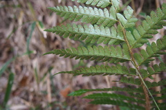 Polystichum polyblepharum