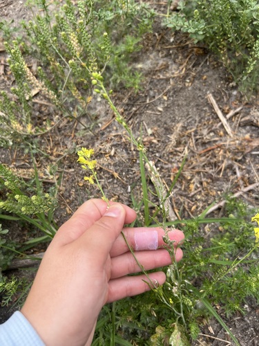 iNaturalist observation photo of Shortpod Mustard
