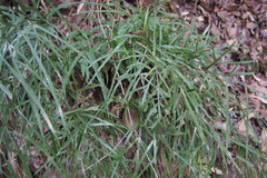 Pteris multifida