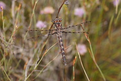 Archipetalia auriculata